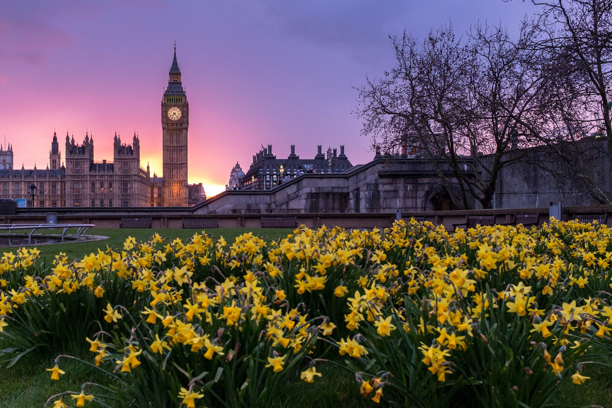 Daffodils in front of Big Ben